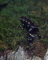 _MG_1643 poison frog.jpg