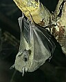 _MG_1654 Egyptian Fruit Bat.jpg