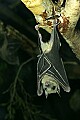 _MG_1662 Egyptian Fruit Bat.jpg