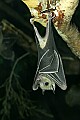 _MG_1664 Egyptian Fruit Bat.jpg