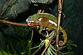 _MG_1673 panther chameleon.jpg