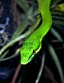 _MG_1692 green vine viper.jpg