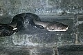 _MG_1696 reticulated python.jpg