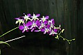 _MG_1702 orchids.jpg