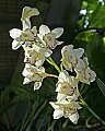_MG_1709 orchids.jpg
