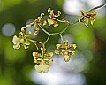 _MG_1712 orchids.jpg