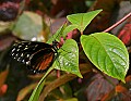 _MG_1724 butterfly.jpg