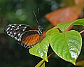 _MG_1726 butterfly.jpg