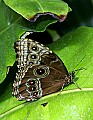 _MG_1728 butterfly.jpg