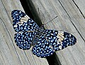 _MG_1746 butterfly.jpg