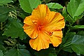 _MG_1749 hibiscus.jpg