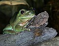 _MG_1845 white's tree frog.jpg