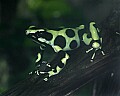 _MG_1864 poison frog.jpg