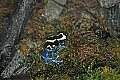 _MG_1882 poison frog 2.jpg