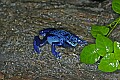 _MG_1886 blue poison frog.jpg