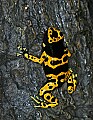 _MG_1898 poisonous frog.jpg