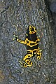 _MG_1899 yellow-banded poison frog.jpg