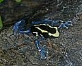 _MG_1901 dyeing poison frog.jpg