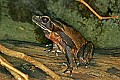 _MG_1909 surinam toad.jpg