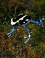 _MG_1923 poisonous frog.jpg