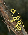 _MG_1927 poison frog.jpg