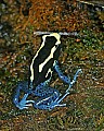 _MG_1932 dyeing poison frog.jpg