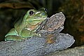 _MG_1937 white's tree frog.jpg