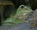 _MG_1950 white's tree frog.jpg