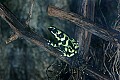 _MG_1951 green poison-arrow frog.jpg