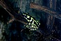 _MG_1952 poisonous frog.jpg