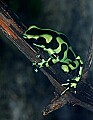 _MG_1955 poisonous frog.jpg