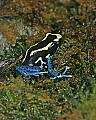 _MG_1956 poison frog.jpg