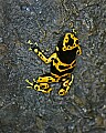 _MG_1958 poison frog.jpg