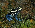 _MG_1960 poison frog.jpg