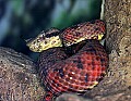 _MG_1982 eyelash viper.jpg