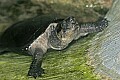 _MG_2006 black marsh turtle.jpg