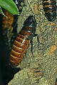 _MG_2009 madagascar hissing cockroach.jpg