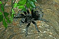 _MG_2012 bird-eating spider.jpg