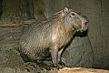 _MG_2042 capybara.jpg