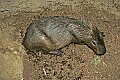 _MG_2057 capybara.jpg