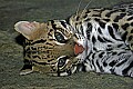 _MG_2063 young ocelot.jpg