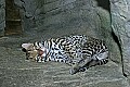 _MG_2067 young ocelot.jpg