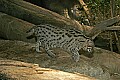 _MG_2078 fishing cat.jpg