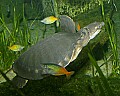 _MG_2157 flying river turtle.jpg