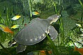 _MG_2159 flying river turtle.jpg