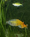 _MG_2166 rainbowfish.jpg