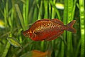 _MG_2170 rainbowfish.jpg