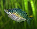 _MG_2177 rainbowfish.jpg