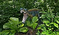 _MG_2247 dinosaur.jpg