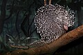 _MG_2431 porcupine.jpg